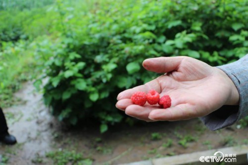 苏小兰家的致富果树莓