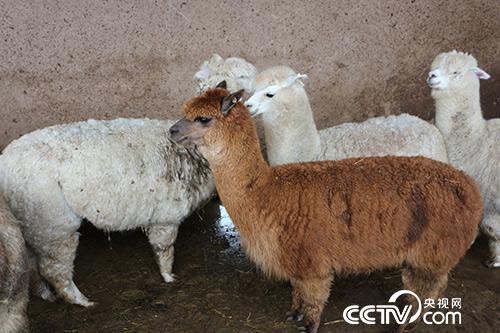 甘肃宏福现代农牧产业有限责任公司引进的羊驼