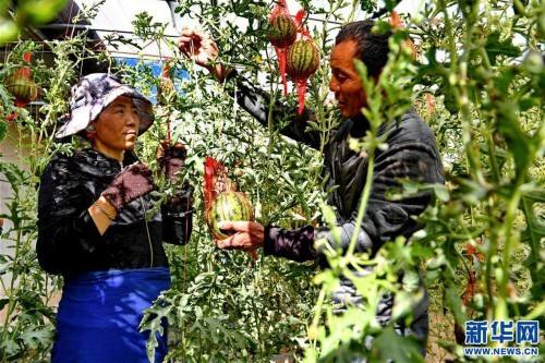（脱贫攻坚）（1）西藏阿里：生态农业促脱贫