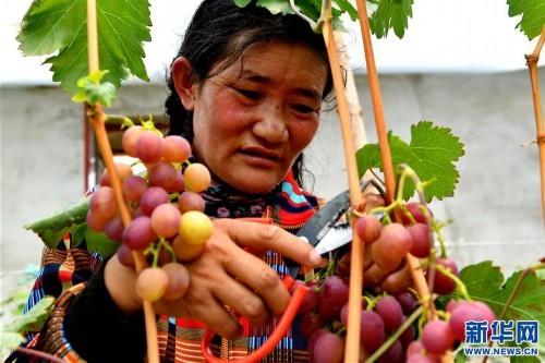 （脱贫攻坚）（6）西藏阿里：生态农业促脱贫