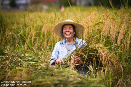 云南省广南县八宝镇迎来水稻丰收季，田间地头到处是一派繁忙的秋收景象。广南是著名的中国八宝贡米之乡，2018年全镇八宝米种植约14000余亩，亩产干谷462公斤，预计产量6496.6吨、产值4677.6万元。薛丹/摄