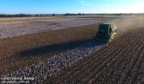 一台采棉机驰骋在新湖农场的万亩棉田里，标志着该场57万亩棉花机械采摘工作全面展开。吕大刚/摄