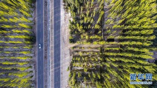 新闻频道 推荐    车辆行驶在新疆阿克苏地区柯柯牙绿化工程核心区(9