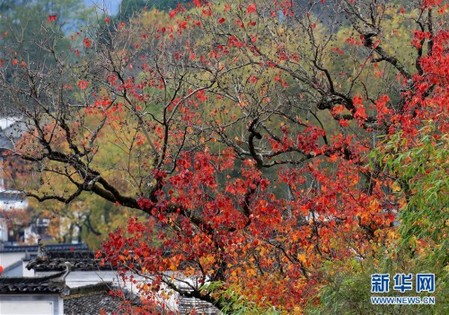 #（环境）（1）安徽黄山：塔川初冬景美如画