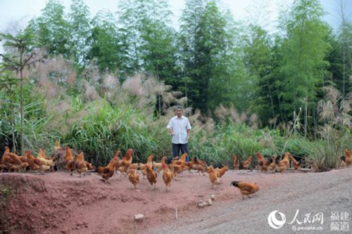 福建武平县万安镇捷文村林农李桂林在喂养林下养殖的本地土鸡。 王发祥摄