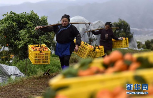 #（经济）（1）贵州榕江：砂糖橘丰收上市
