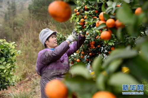 #（经济）（2）贵州榕江：砂糖橘丰收上市