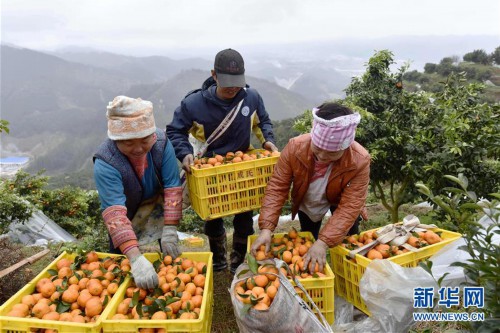 #（经济）（3）贵州榕江：砂糖橘丰收上市