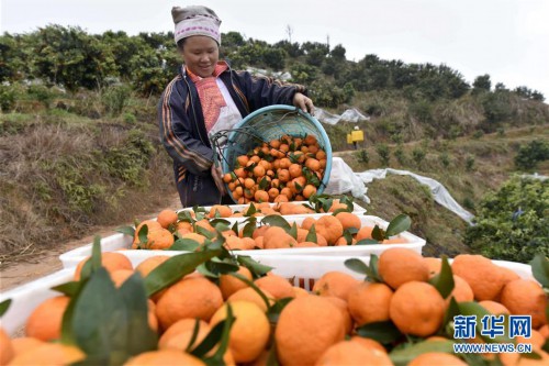 #（经济）（4）贵州榕江：砂糖橘丰收上市