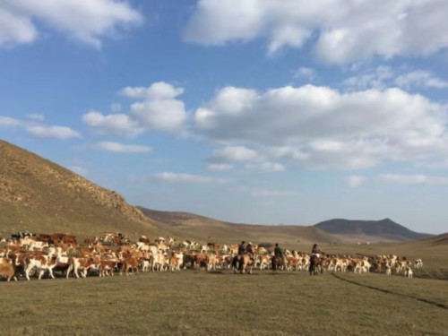 这是玛拉沁艾力养牛专业合作社的养殖基地。