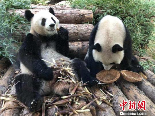 10只大熊猫国庆节将在南京集体露面网红“暖暖”真的很“懒”