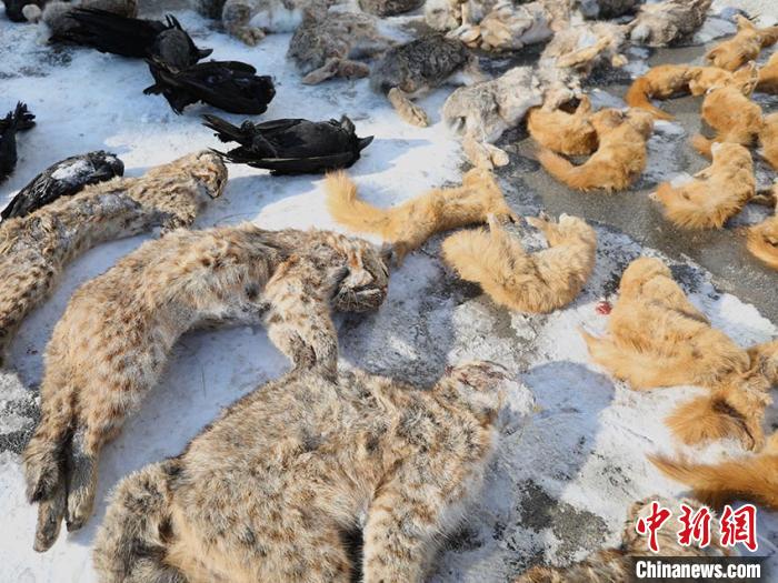 吉林省破获破坏野生动物资源案20起严查“野味上餐桌”