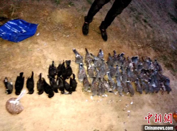 徐州疫情期间首例保护野生动物案宣判毒63只野鸟换半年刑