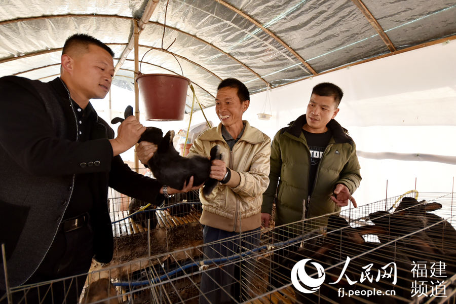 镇、村干部和技术员指导林生平饲养种兔。许华森摄