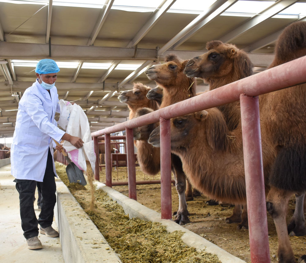 在新疆柯坪县骆驼集中养殖基地内，员工在给骆驼喂饲料（10月21日摄）。新华社记者 高晗 摄