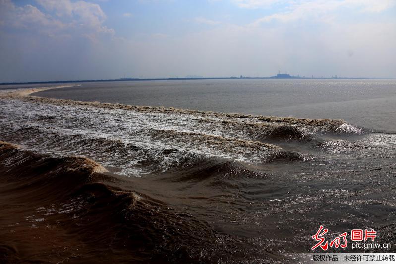 浙江杭州钱塘江大潮进入观赏期