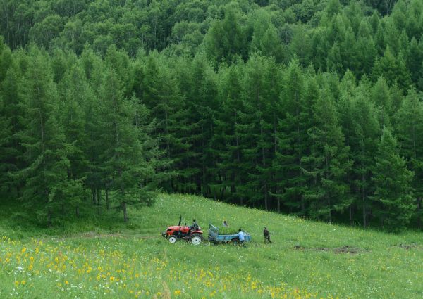 台媒：大陆森林覆盖率提高 与日本进出口木材角色互换