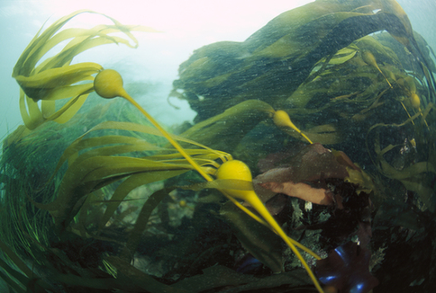理论频道     浮游藻类的数量在海洋藻类中极多,遇到好的条件会大量