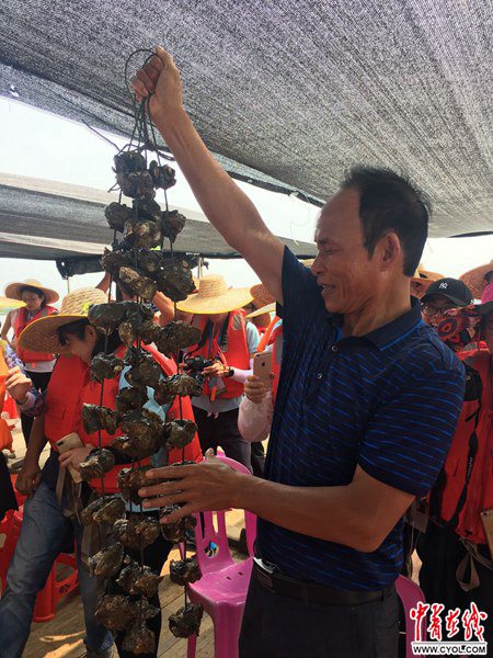 【新时代·幸福美丽新边疆】小小生蚝鼓了钱