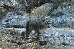 （图文互动）（2）新疆：天山冬季雪豹调查取得阶段性成果