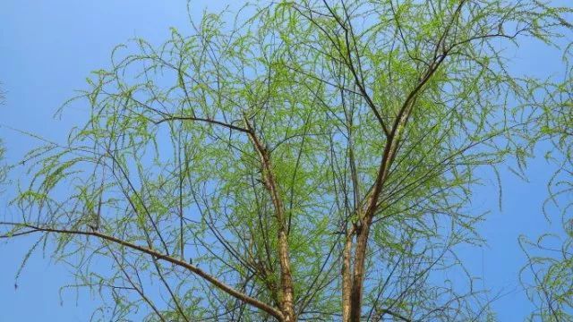 植树节 | 听说你们学校的校树是枣林?