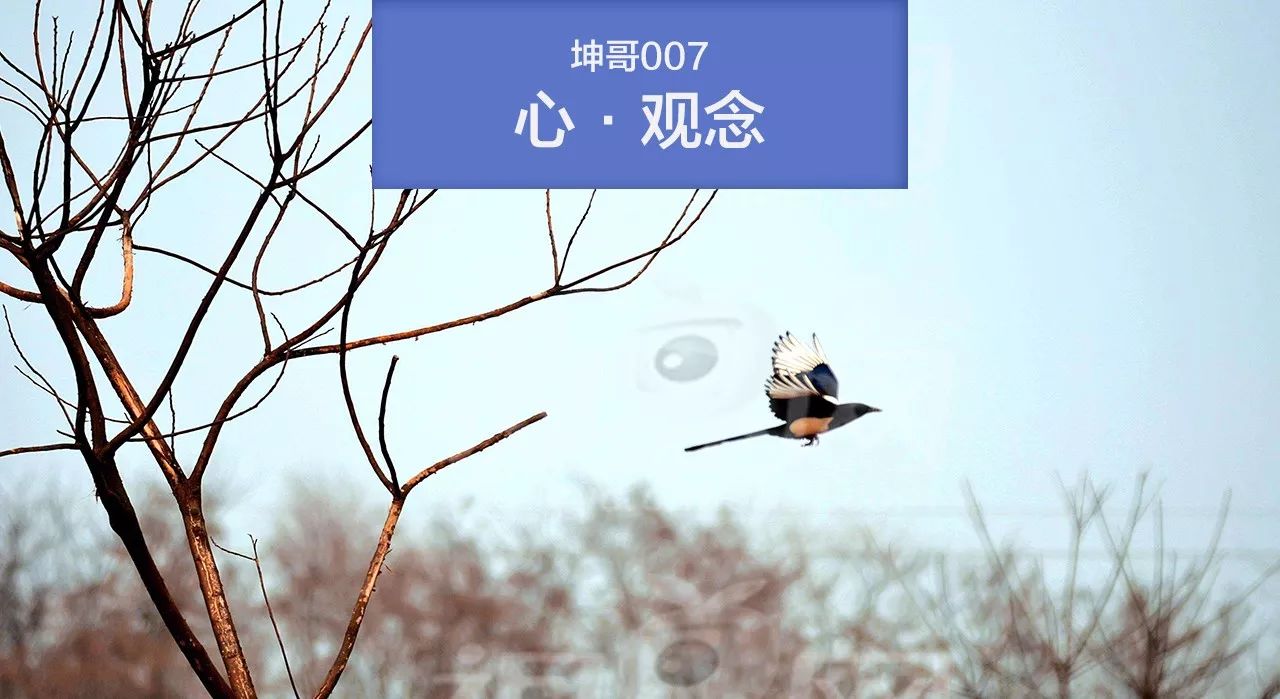 张坤:一个喜鹊巢的启迪