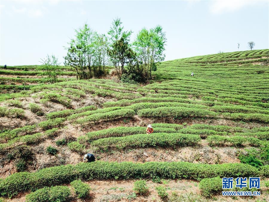 3月29日,採茶工在貴州水城縣龍場鄉茶園採摘綠茶(無人機航拍).