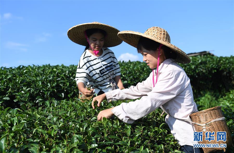 广西三江:侗乡夏日采茶忙