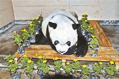 熊猫巴斯标本图片