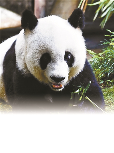 亚运会吉祥物熊猫盼盼原型去世