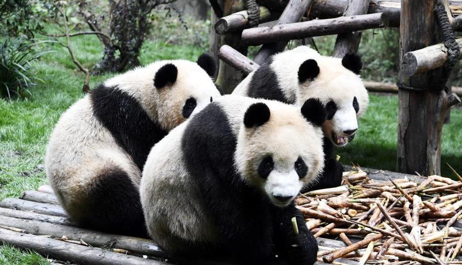 10月28日,成都大熊猫繁育研究基地的大熊猫宝宝们在熊猫乐园卖萌,憨态