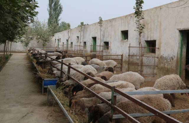 上海援建的莎车县阿尔勒乡刀郎羊养殖场