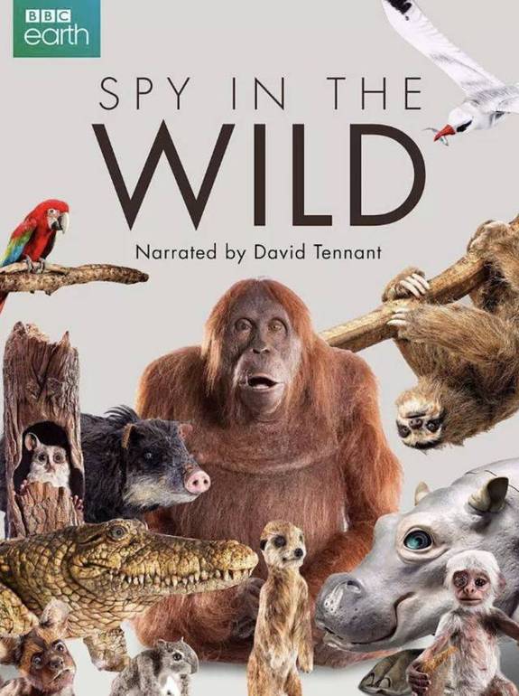 bbc高分纪录片捕捉惊奇画面 动物:再也不相信人类了