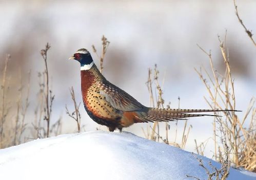 今日小寒,心暖是故乡