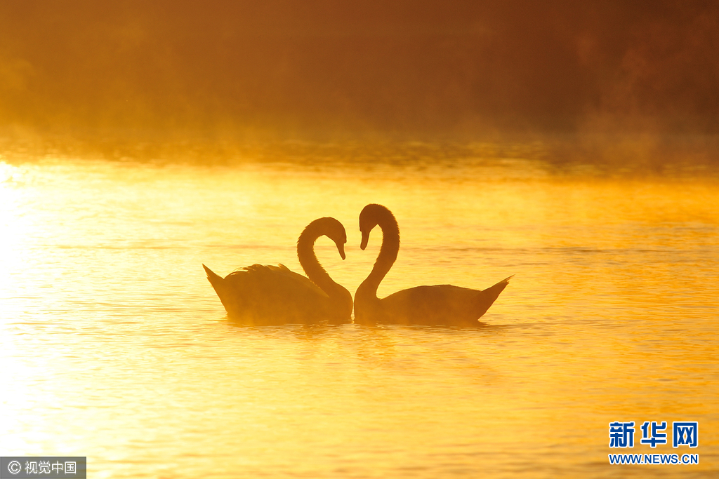 两天鹅互生爱意摆心形 ,美极了