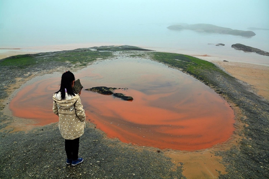3月11日,山东省日照市,灯塔风景区出现"赤潮"现象.视觉中国供图