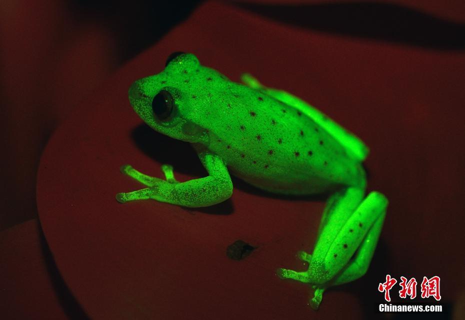 神奇!世界上第一种"荧光蛙"现身