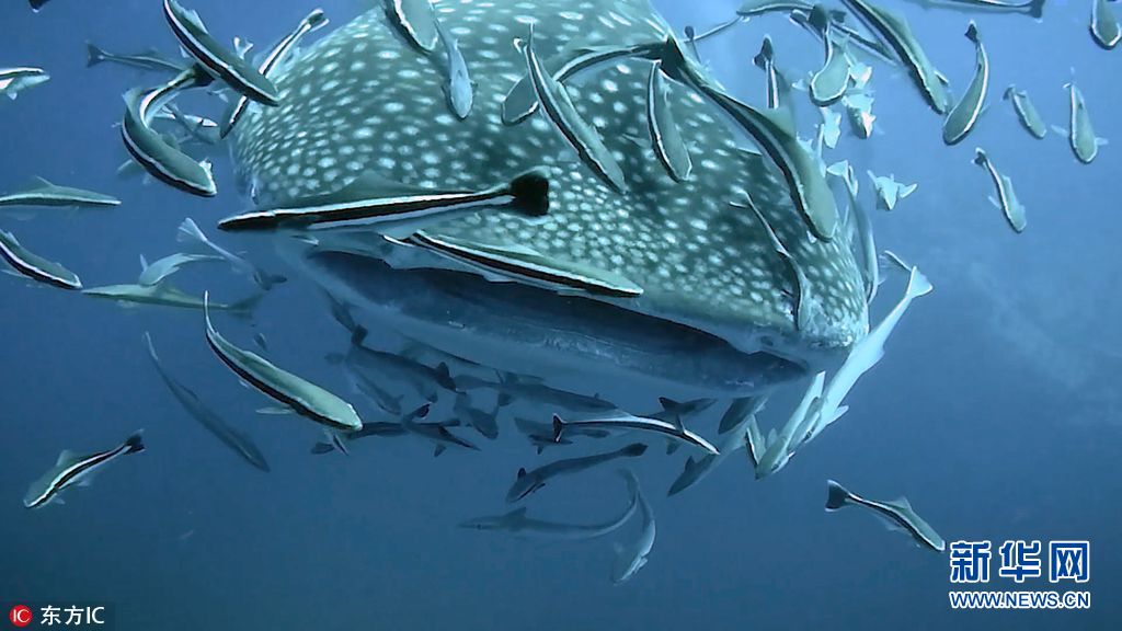 摄影师泰国潜水偶遇鲸鲨妈妈带大群幼崽遛弯组图