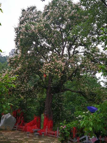 花桥村有一株千年菩提树