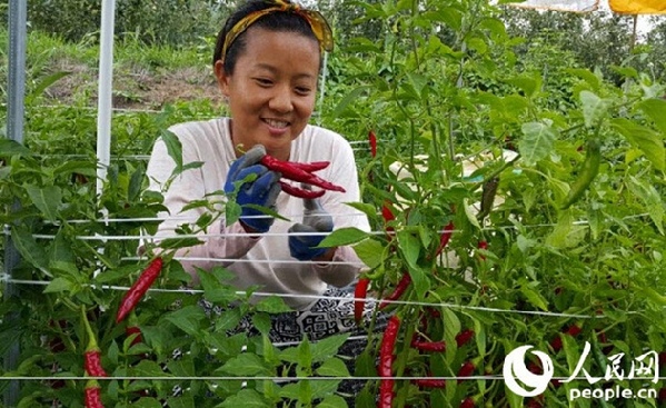 韩国年轻人农村创业争当新农民