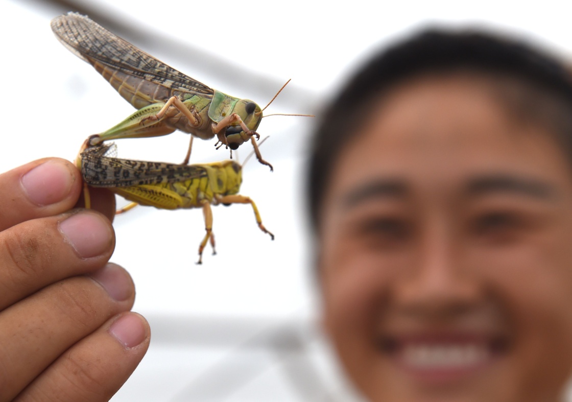 河北村民养殖大量食用蝗虫 卖到天津济南等地