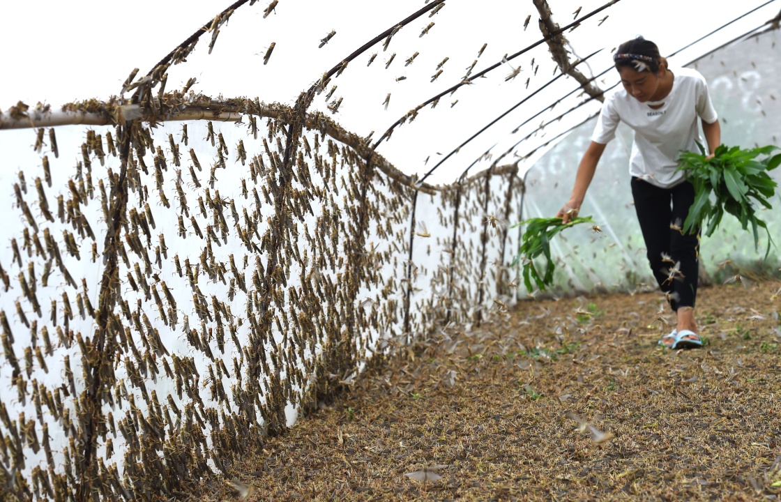 河北村民养殖大量食用蝗虫 卖到天津济南等地