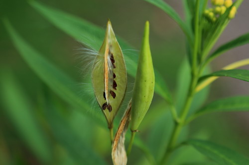 图为马利筋花的果实.