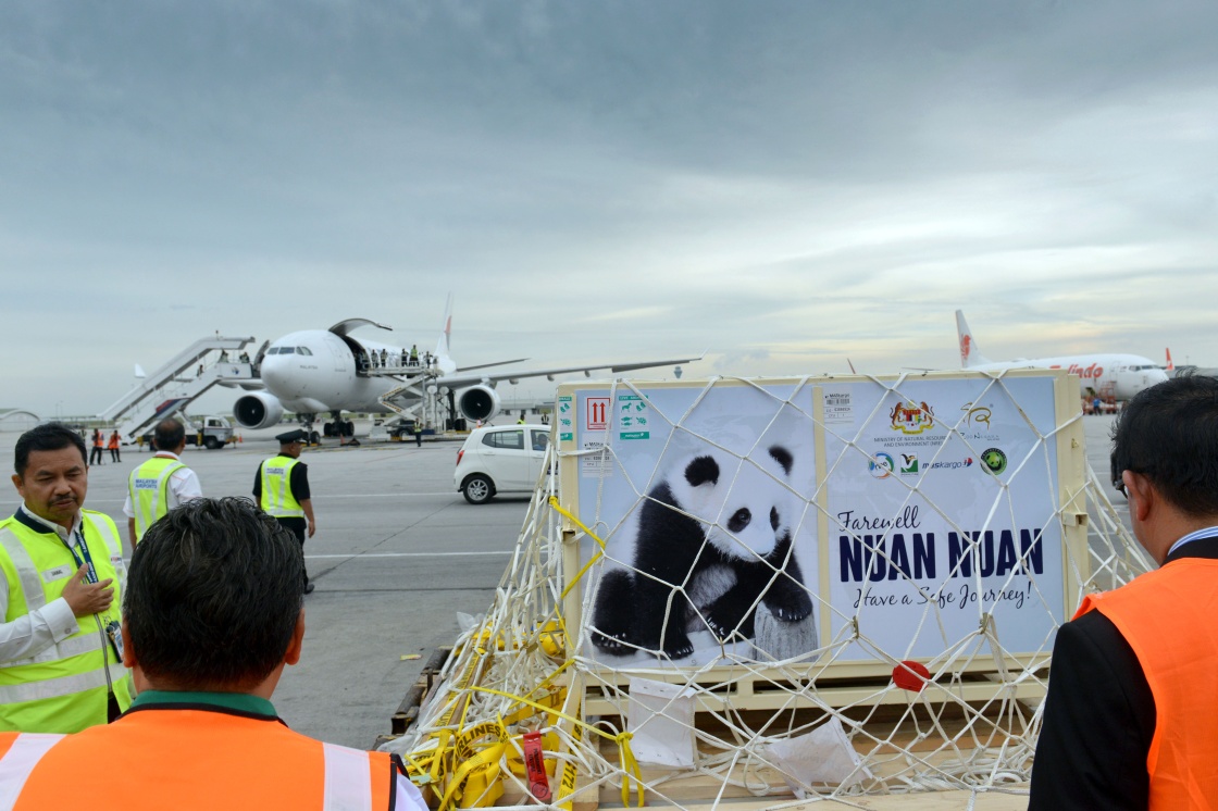 出生在马来西亚的大熊猫"暖暖"启程回国