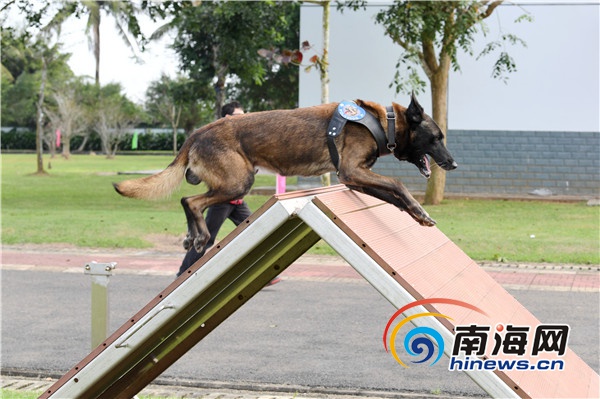 警犬穿越障礙.南海網記者高鵬於警犬彙報演練場景中攝