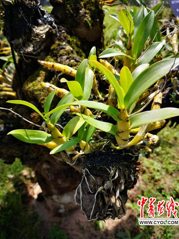 记者王菀/摄鼓槌石斛 中国青年报·中青在线见习记者王菀/摄剑叶石斛