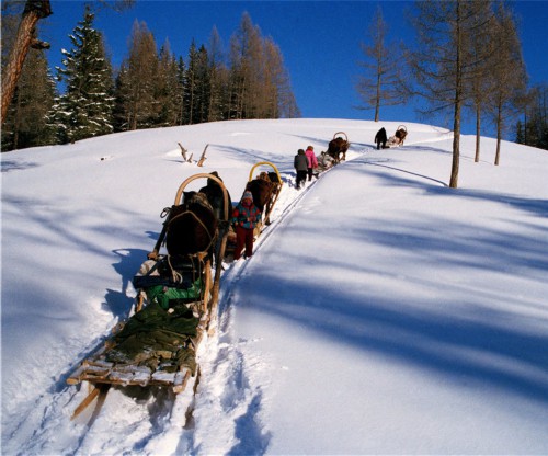 来自东北的雪友在阿尔泰山滑雪公园滑雪.