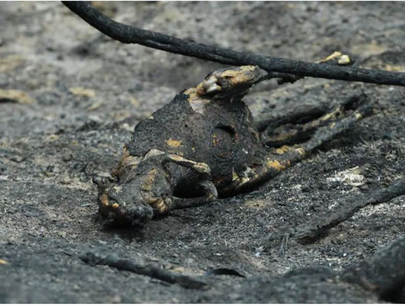 澳大利亚山火生灵涂炭 火灾警告一再被忽视!