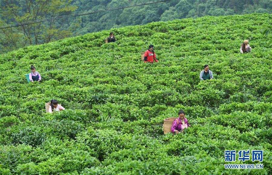 圖集廣西隆林萬畝茶園助脫貧