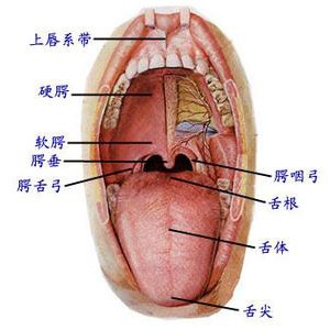 舌头在口腔中的位置图图片